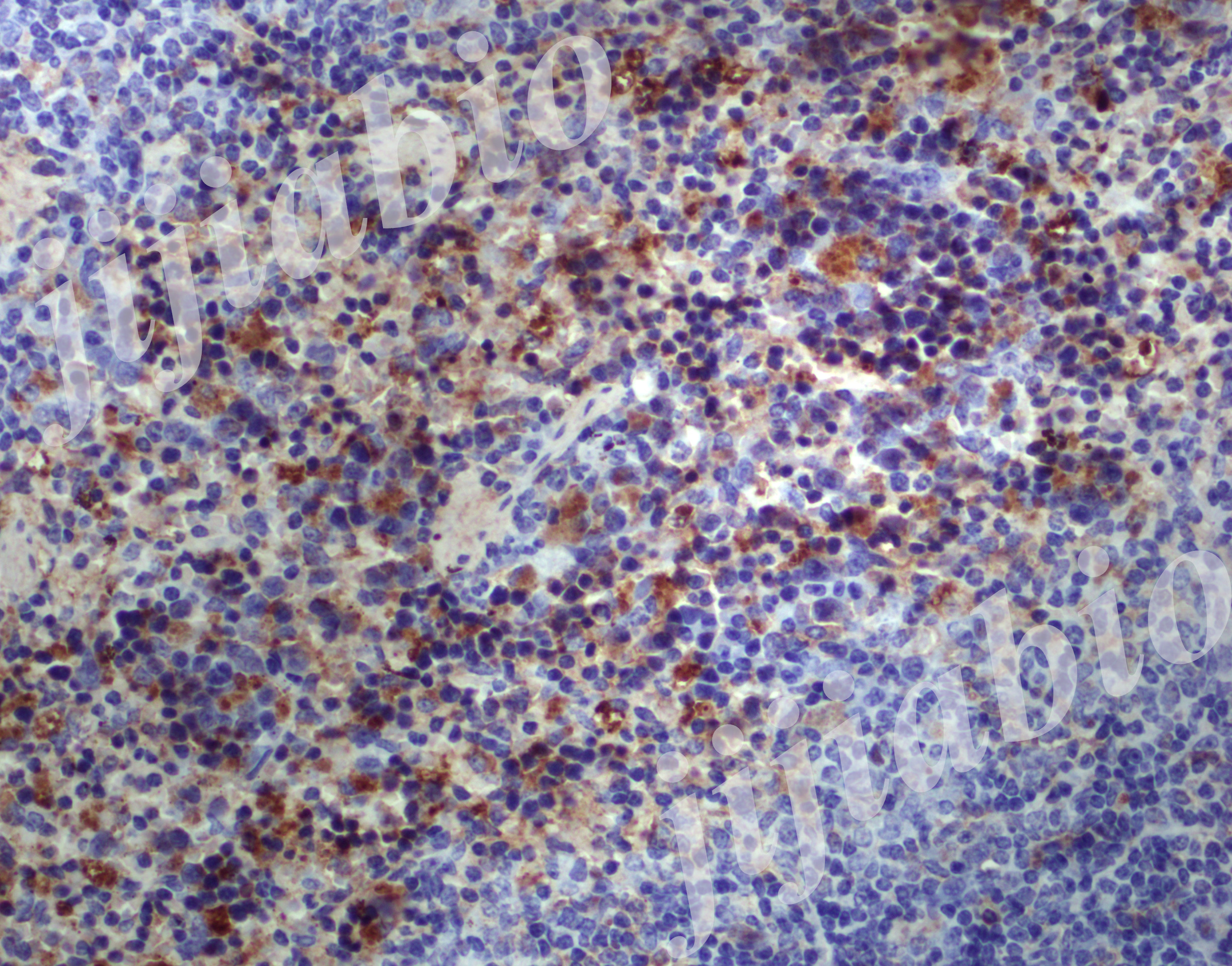 8周 脾 icos 40-001.jpg